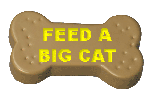 Big Cat Rescue - click to feed